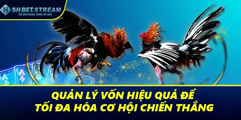 Quản lý vốn hiệu quả để tối đa hóa cơ hội chiến thắng